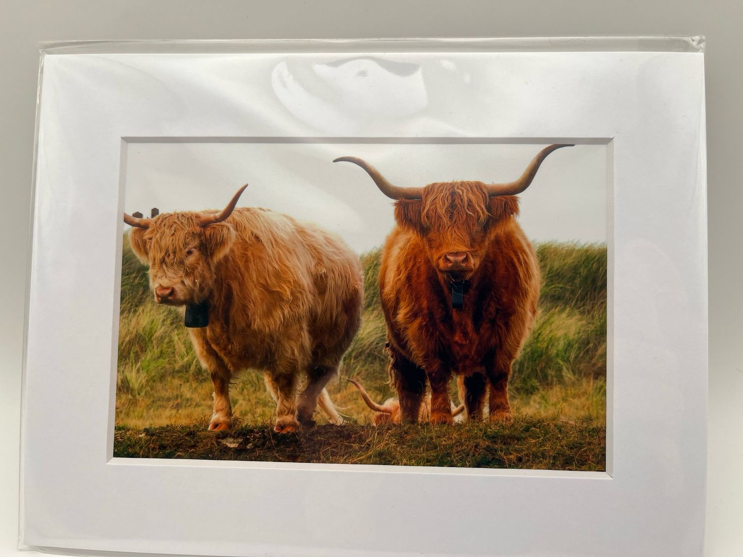 Pair of highland cows