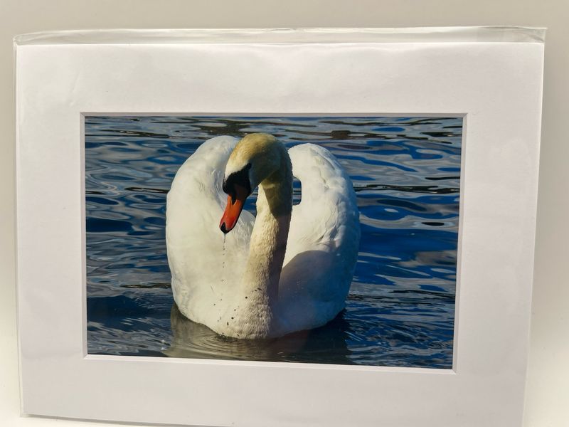 Swan