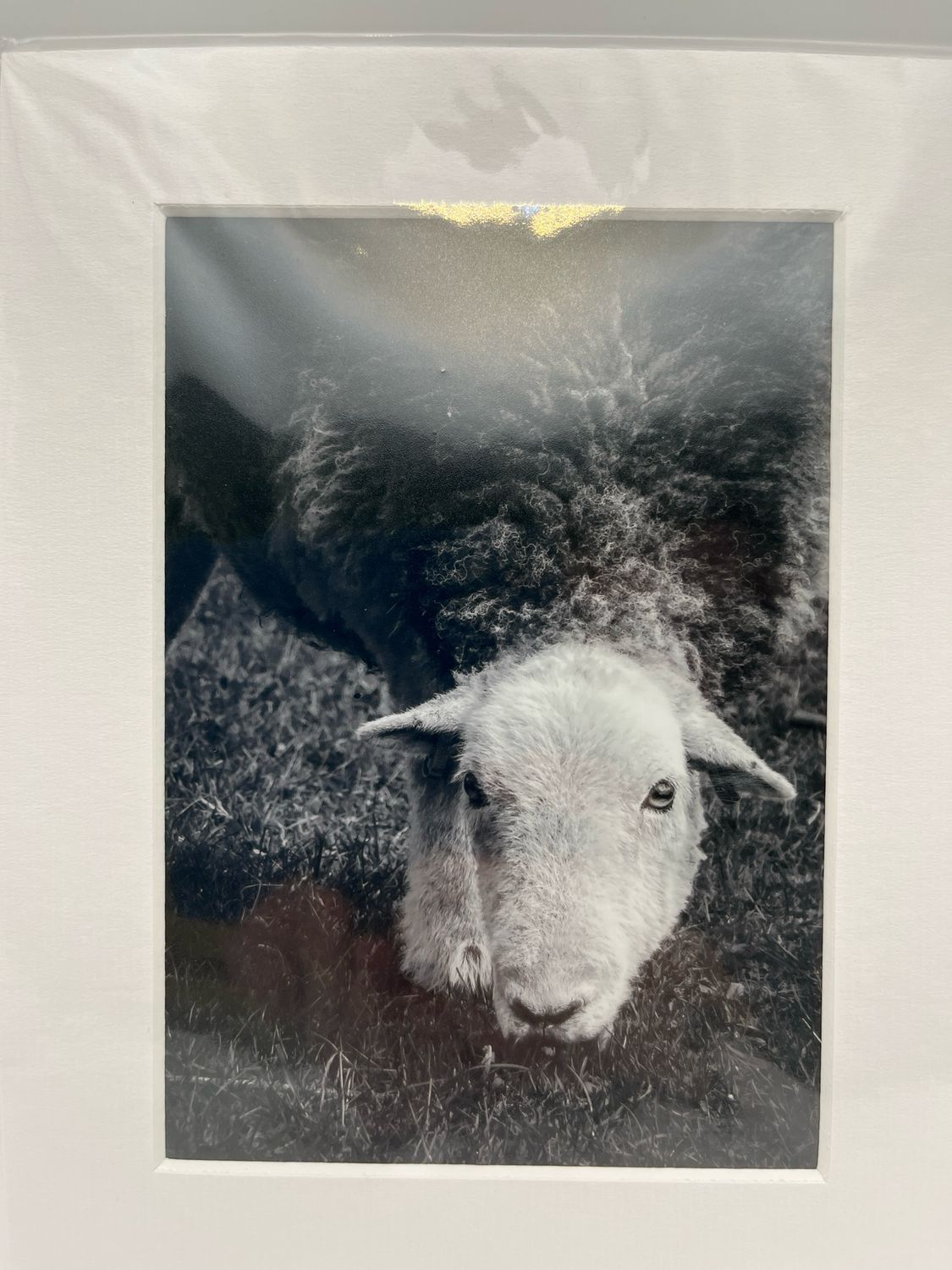 Herdwick sheep in Lake District