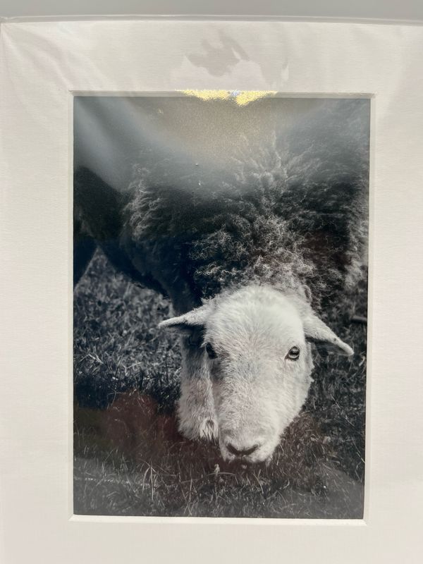 Herdwick sheep in Lake District