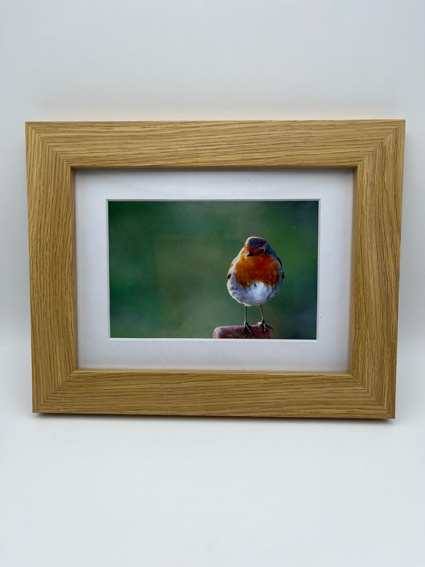Robin on a post