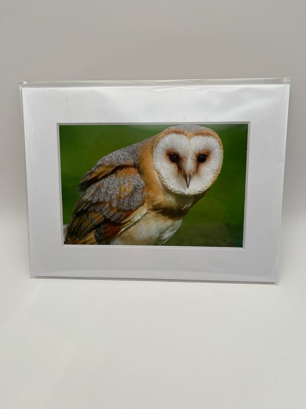 Barn owl