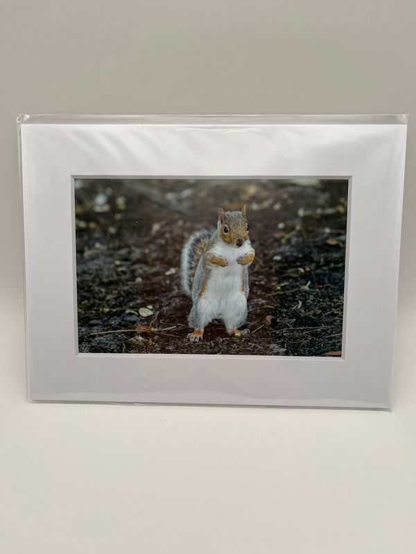 Grey squirrel