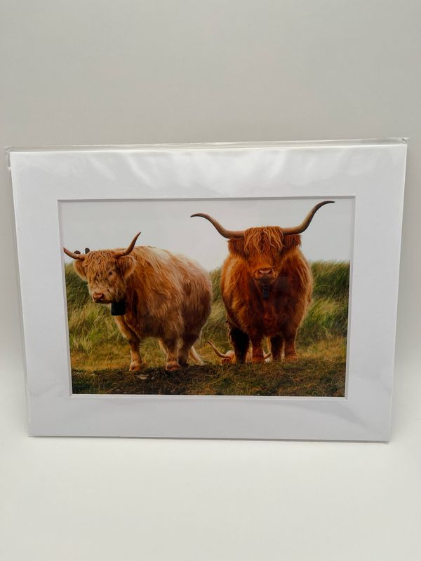 Pair of highland cows