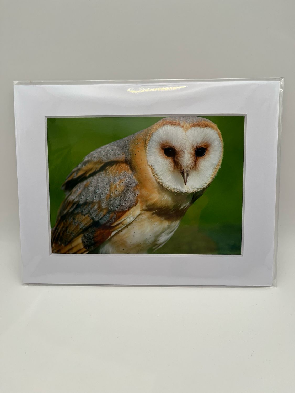 Barn owl