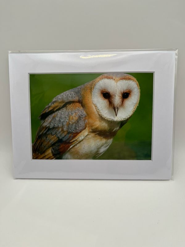 Barn owl