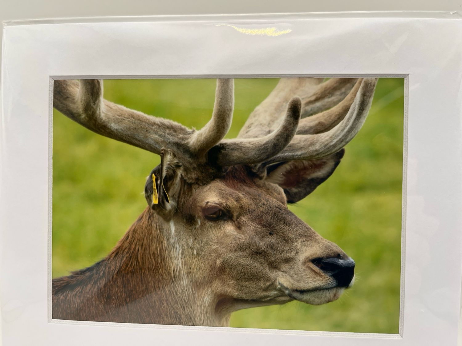 Stag at Sledmere