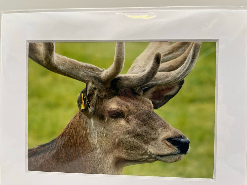 Stag at Sledmere