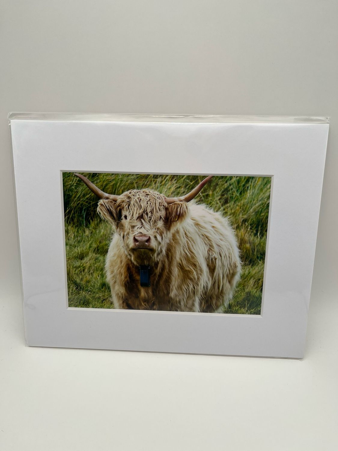 Cream highland cow