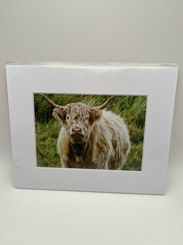 Cream highland cow