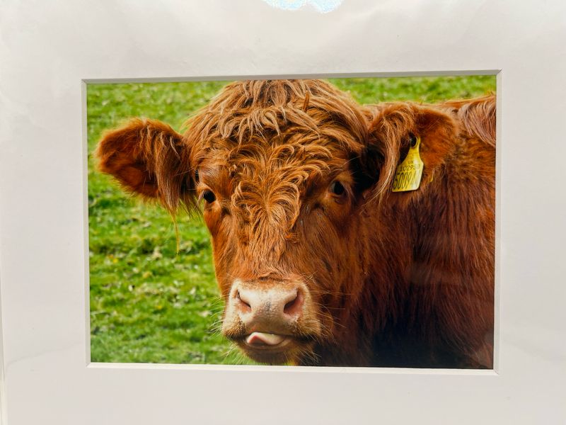 Brown calf