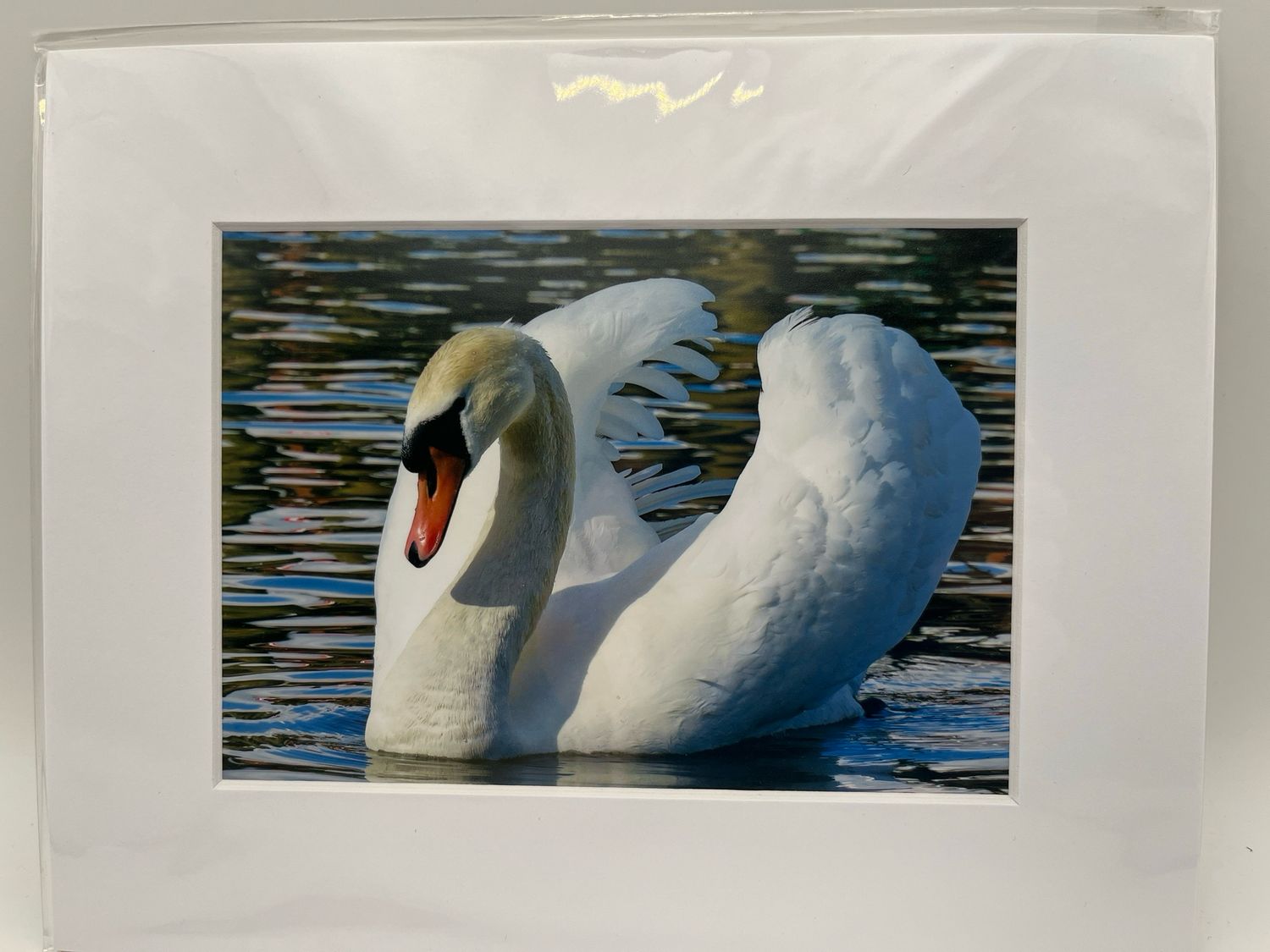 Swan on lake