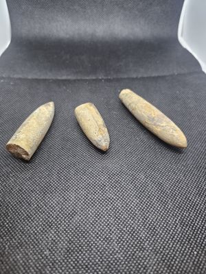 belemnite fossil