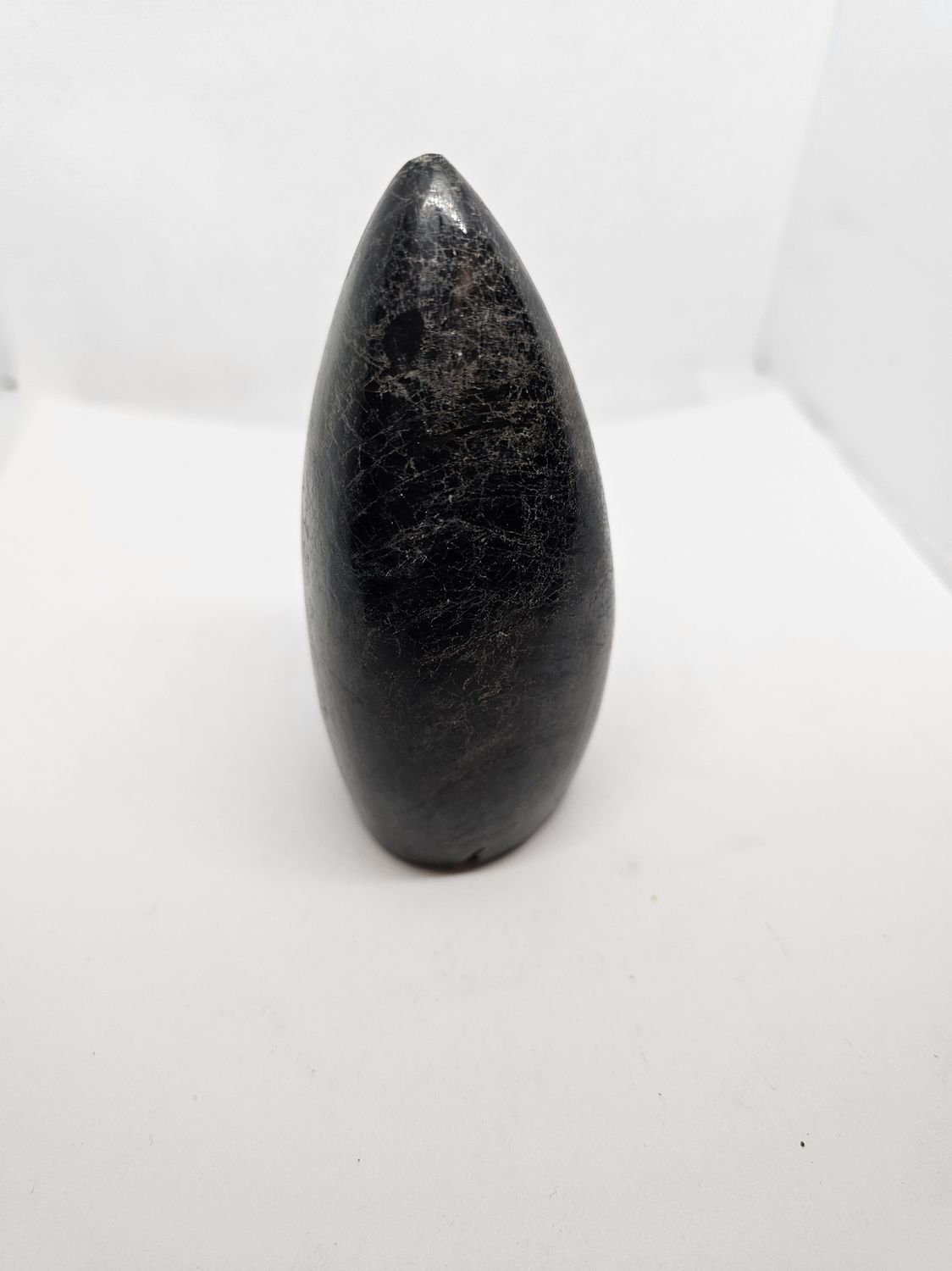 Orthoceras cone