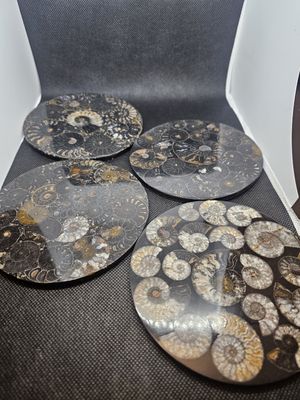 ammonite plates