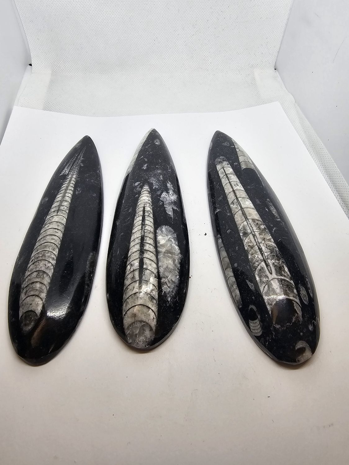 large Orthoceras