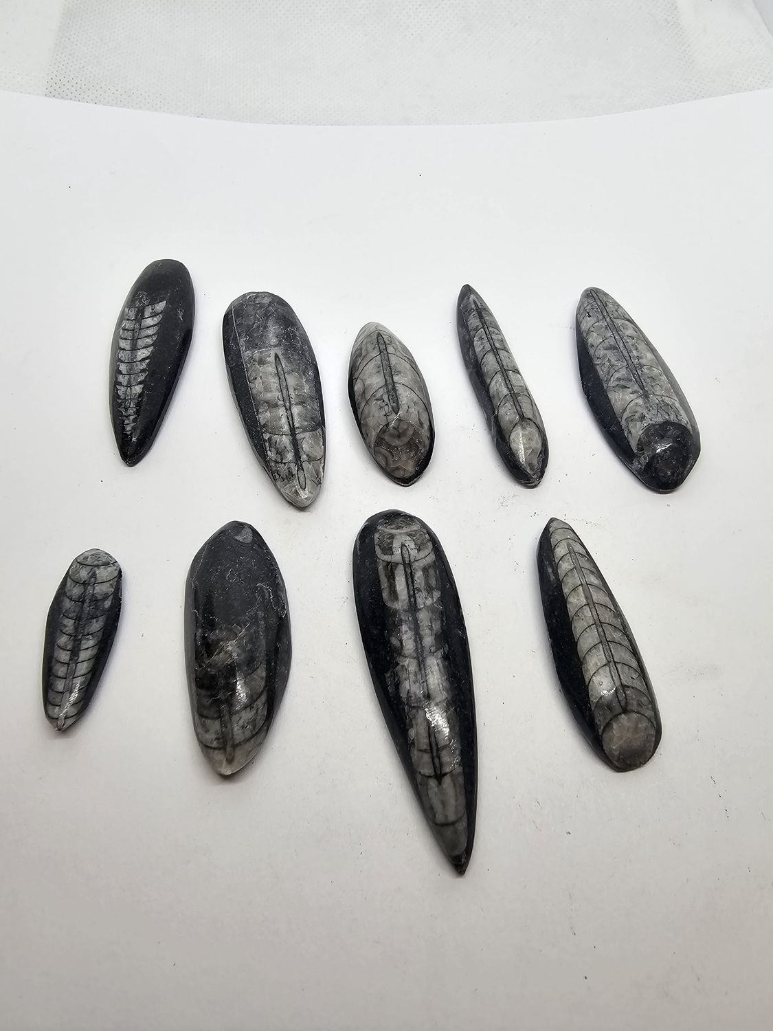 polished Orthoceras