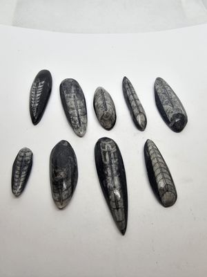 polished Orthoceras
