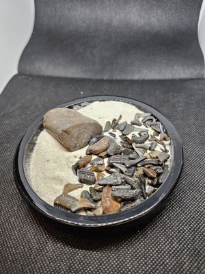 Florida fossil sharks teeth trey