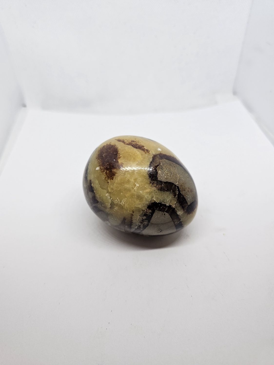 septarian egg