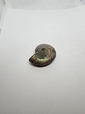 ammonite ammolite