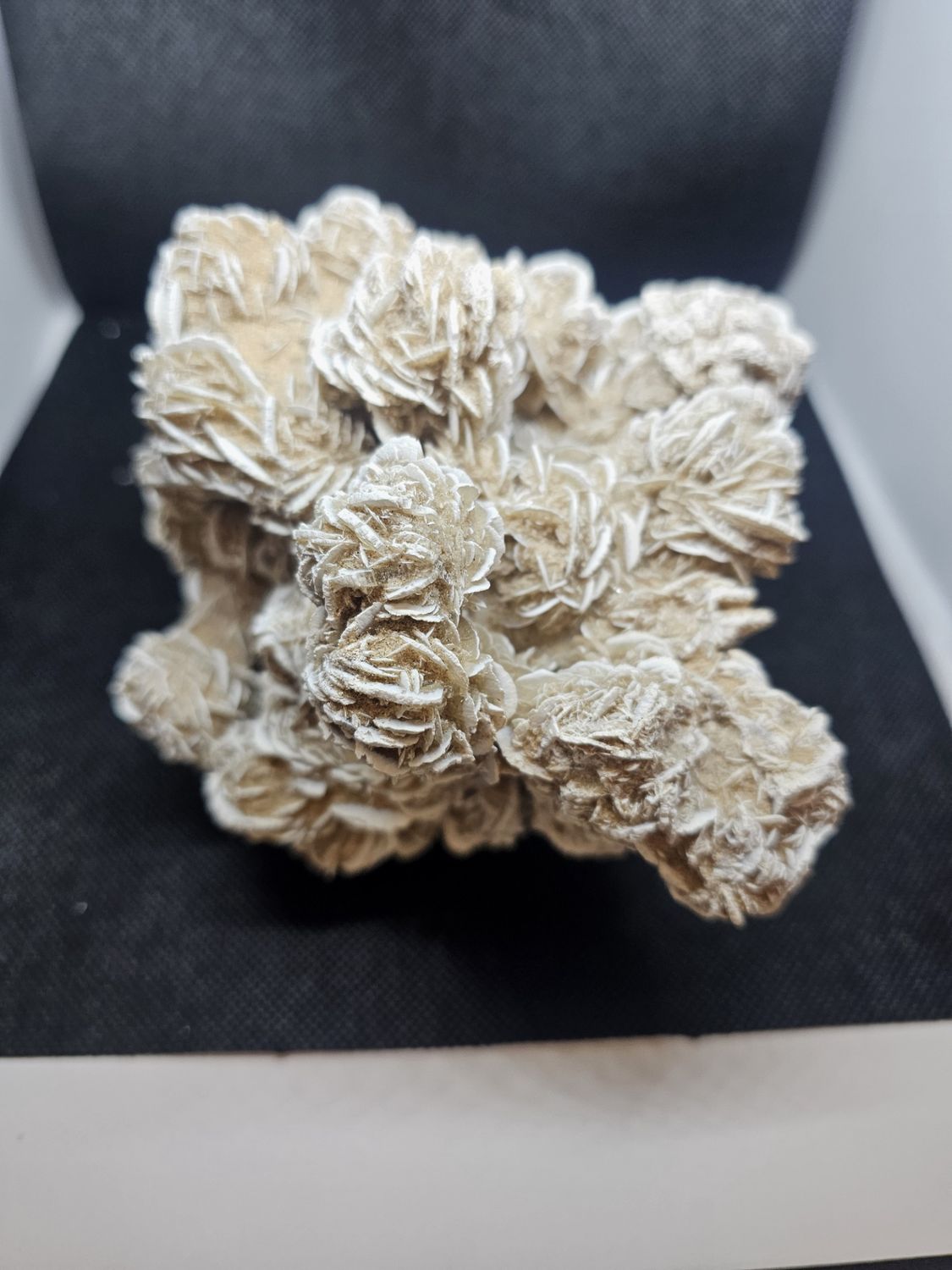large desert rose