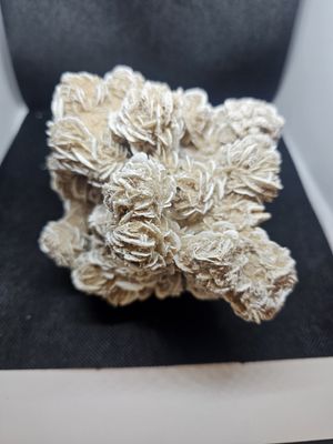 large desert rose