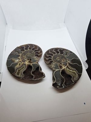 ammonite fossil 145mm