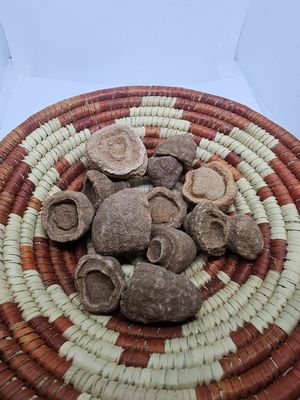 small fossil coral