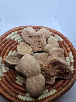medium fossil coral