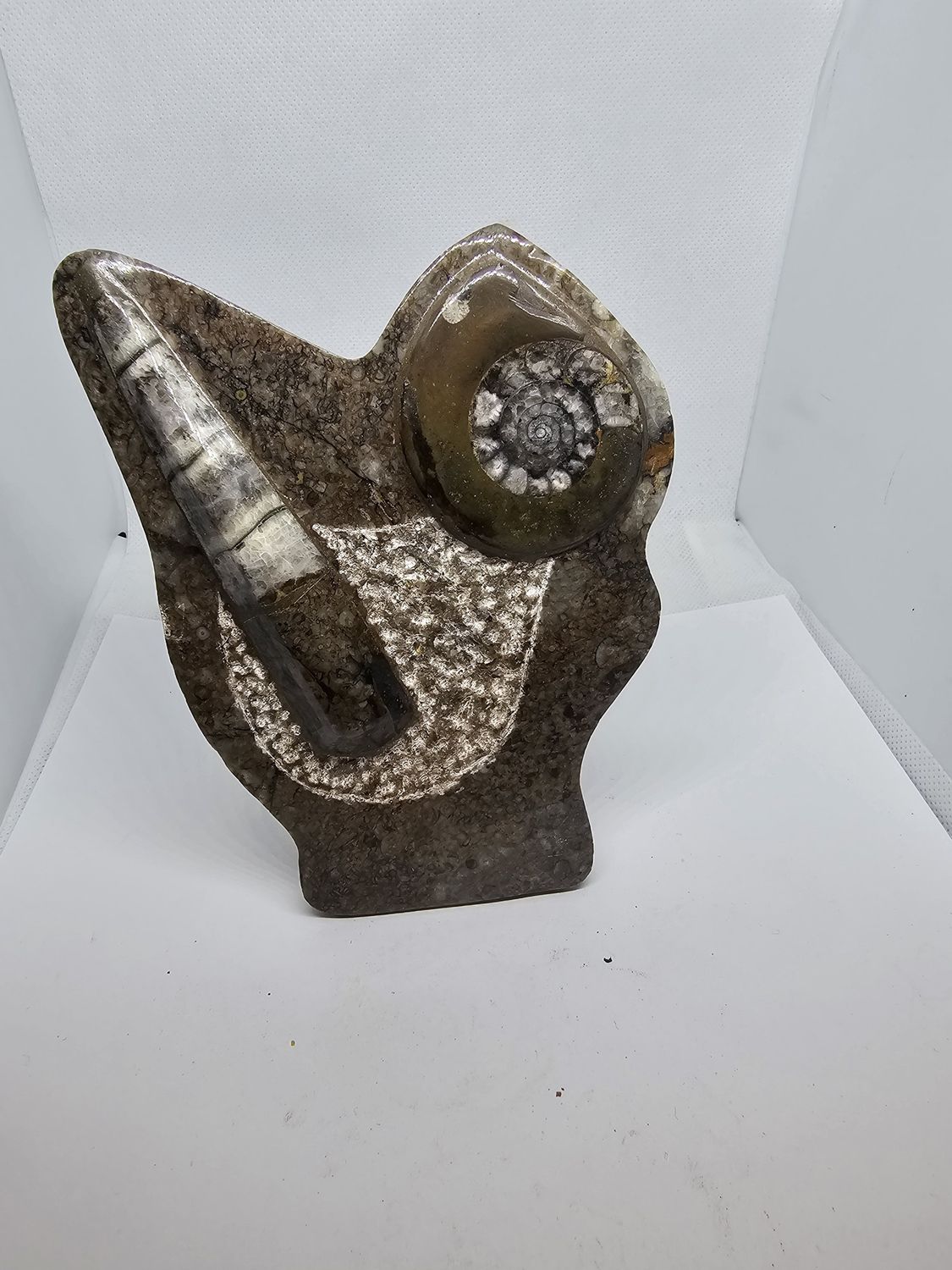 Orthoceras and ammonite plate