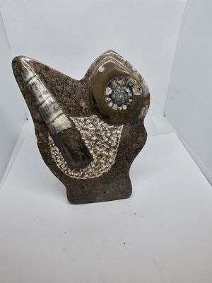 Orthoceras and ammonite plate