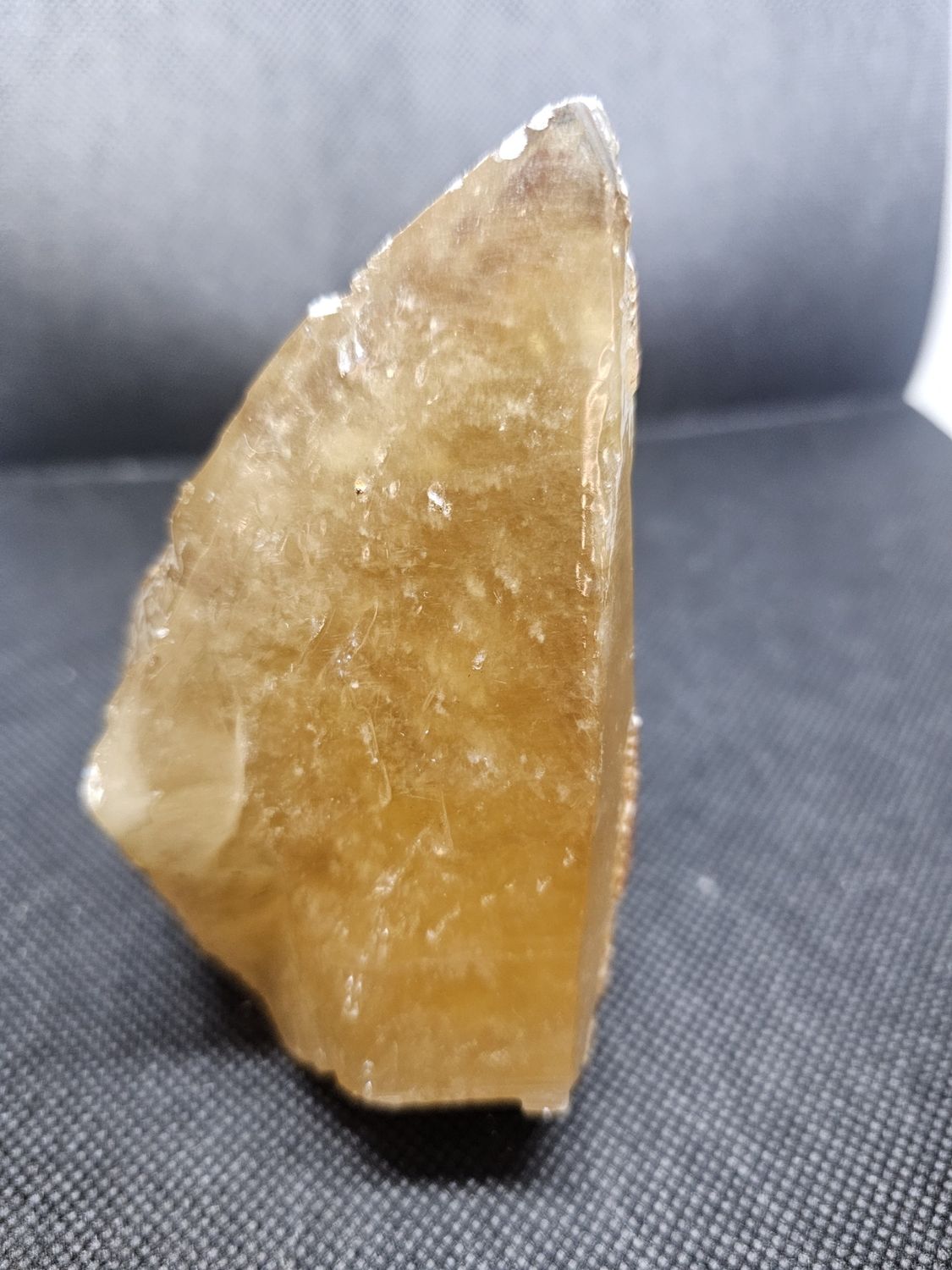 honey dogs tooth specimen