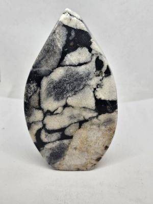 free form coral fossle
