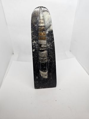 Orthoceras prep fossil