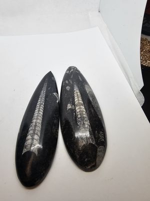 small Orthoceras