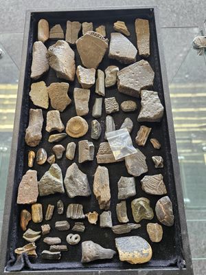 Florida fossilized bones