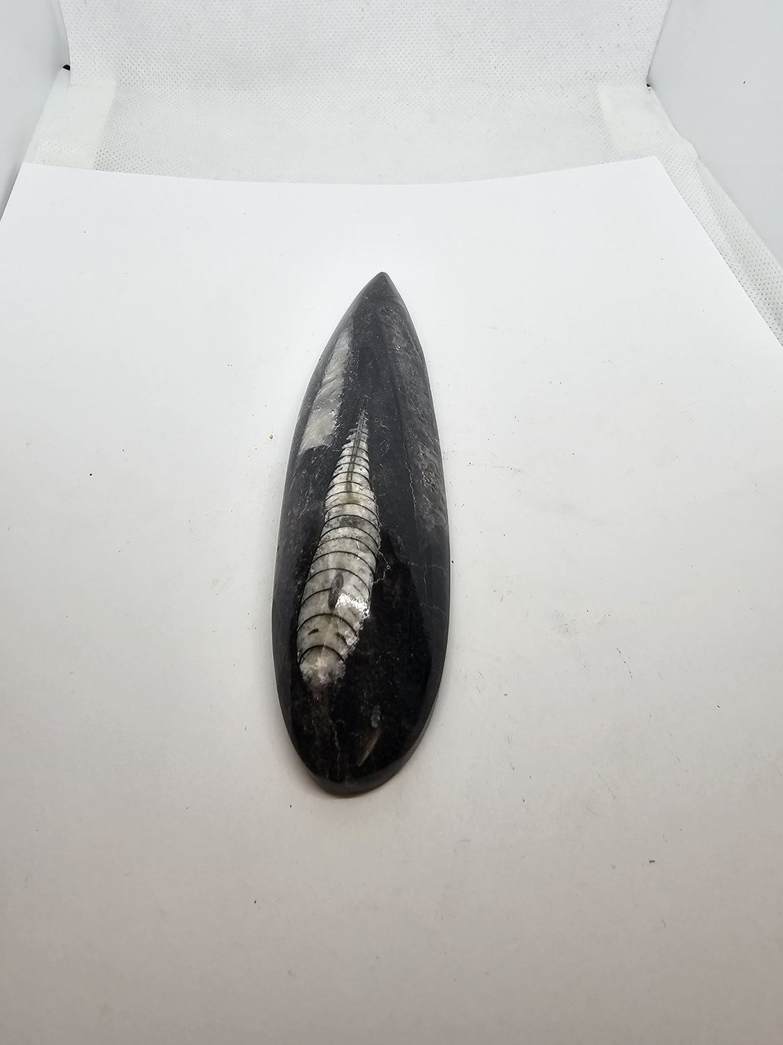 medium Orthoceras