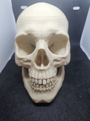 3D skull anatomical