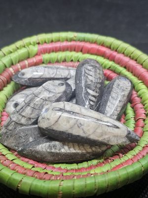 Pendant Orthoceras