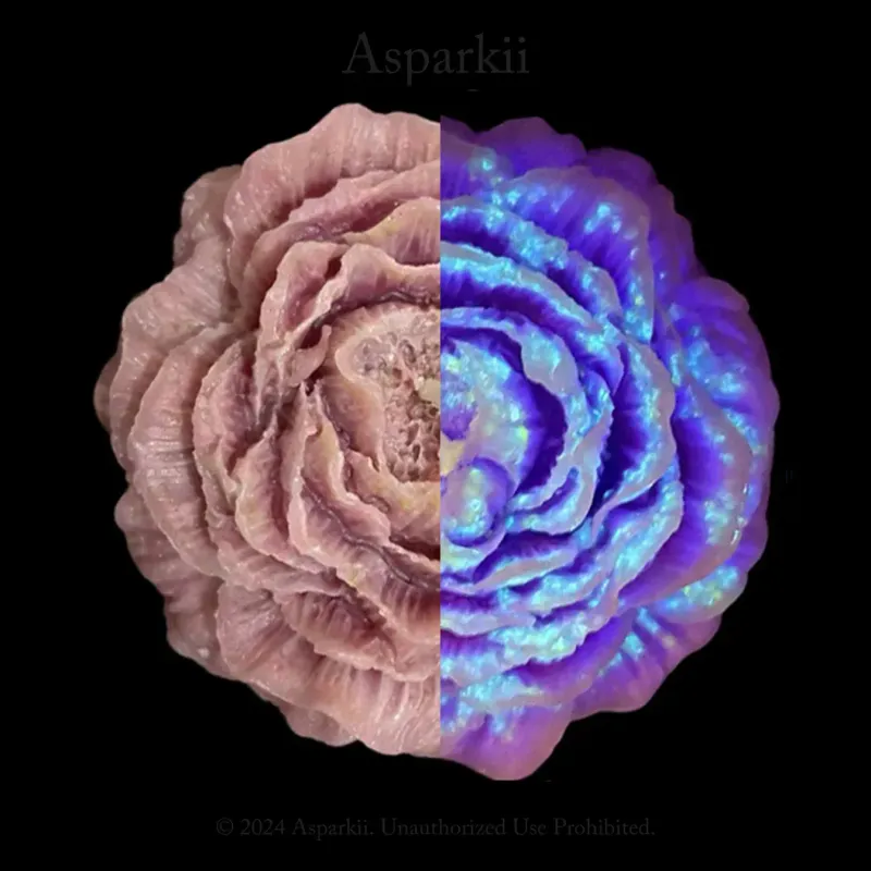 Low Heat Candle Starry Rose UV