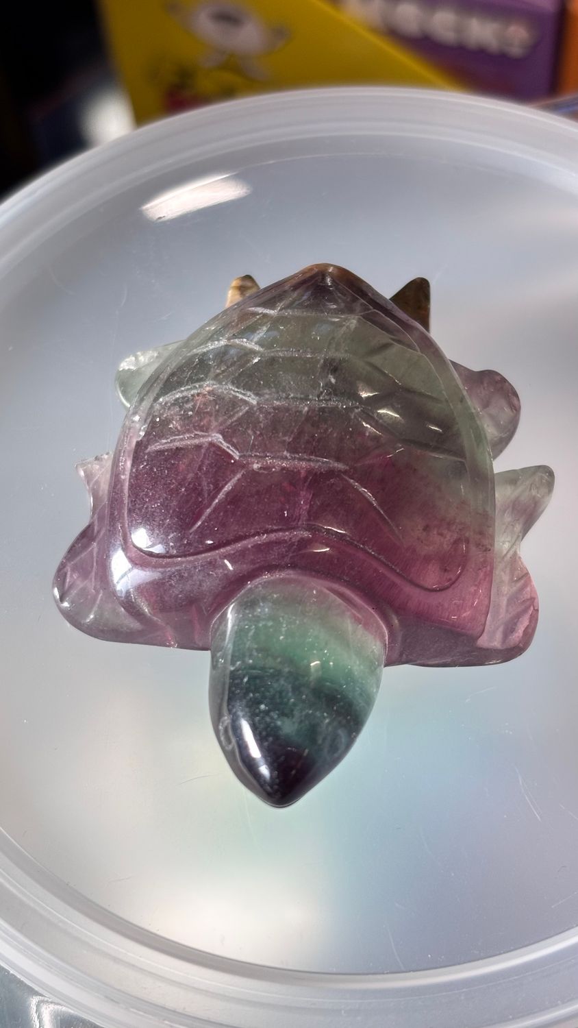 Fluorite Turtle Medium