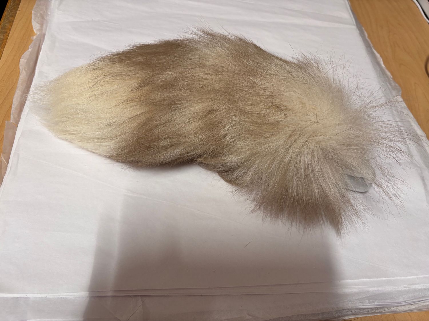 10-13" Short and Stout Tail, Color: Ivory, Size: Small