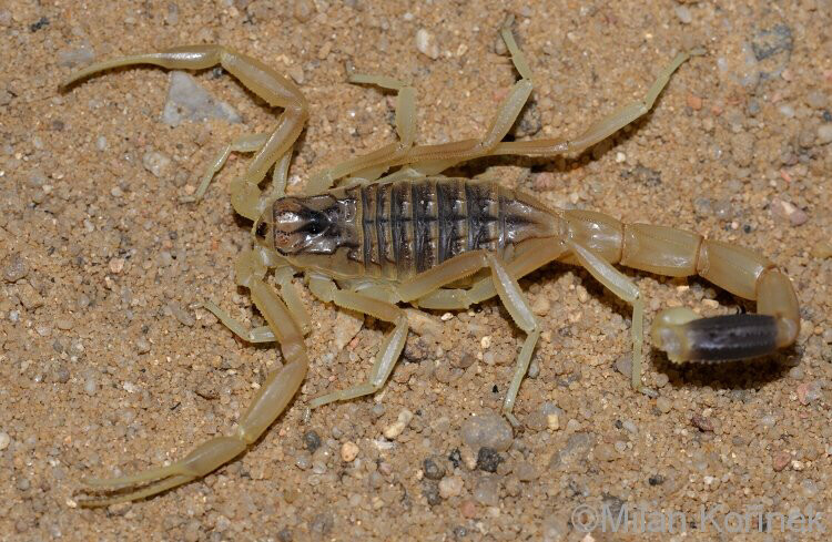 Leiurus quinquestriatus (Death stalker scorpion) Sub-Adult