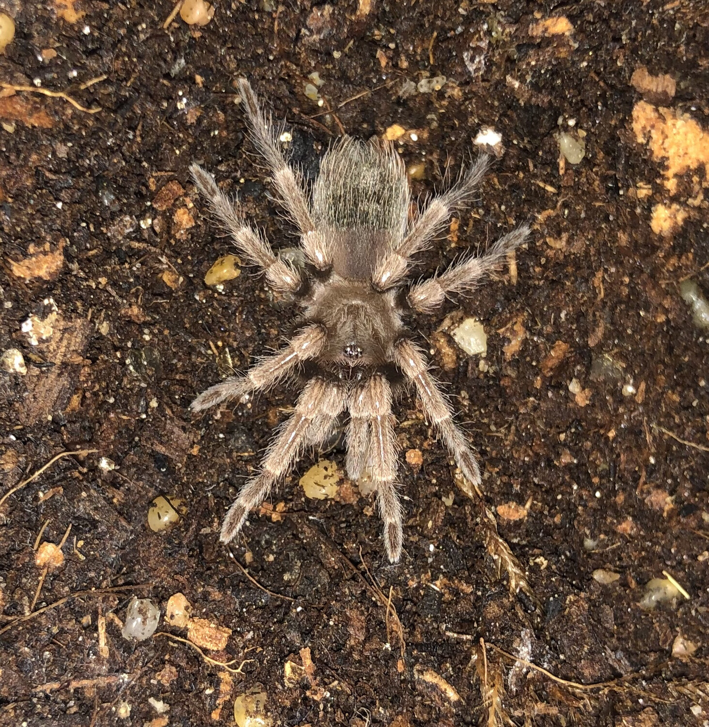 Brachypelma hamorii (Mexican Red Knee) 1.5”