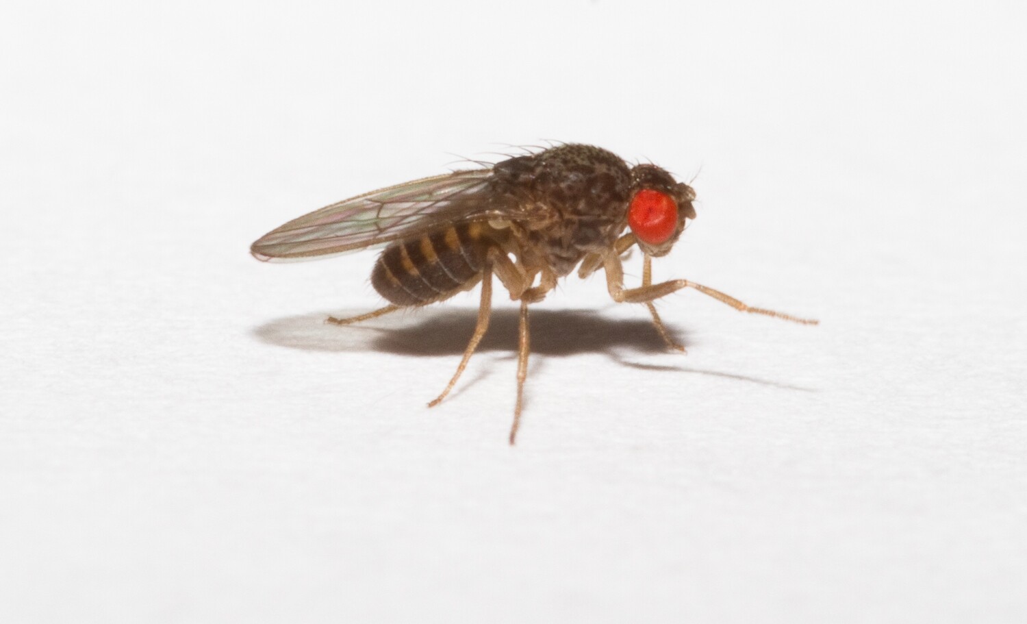 Drosophilia Hydei (Flightless Fruit Fly) Live Feeder Culture