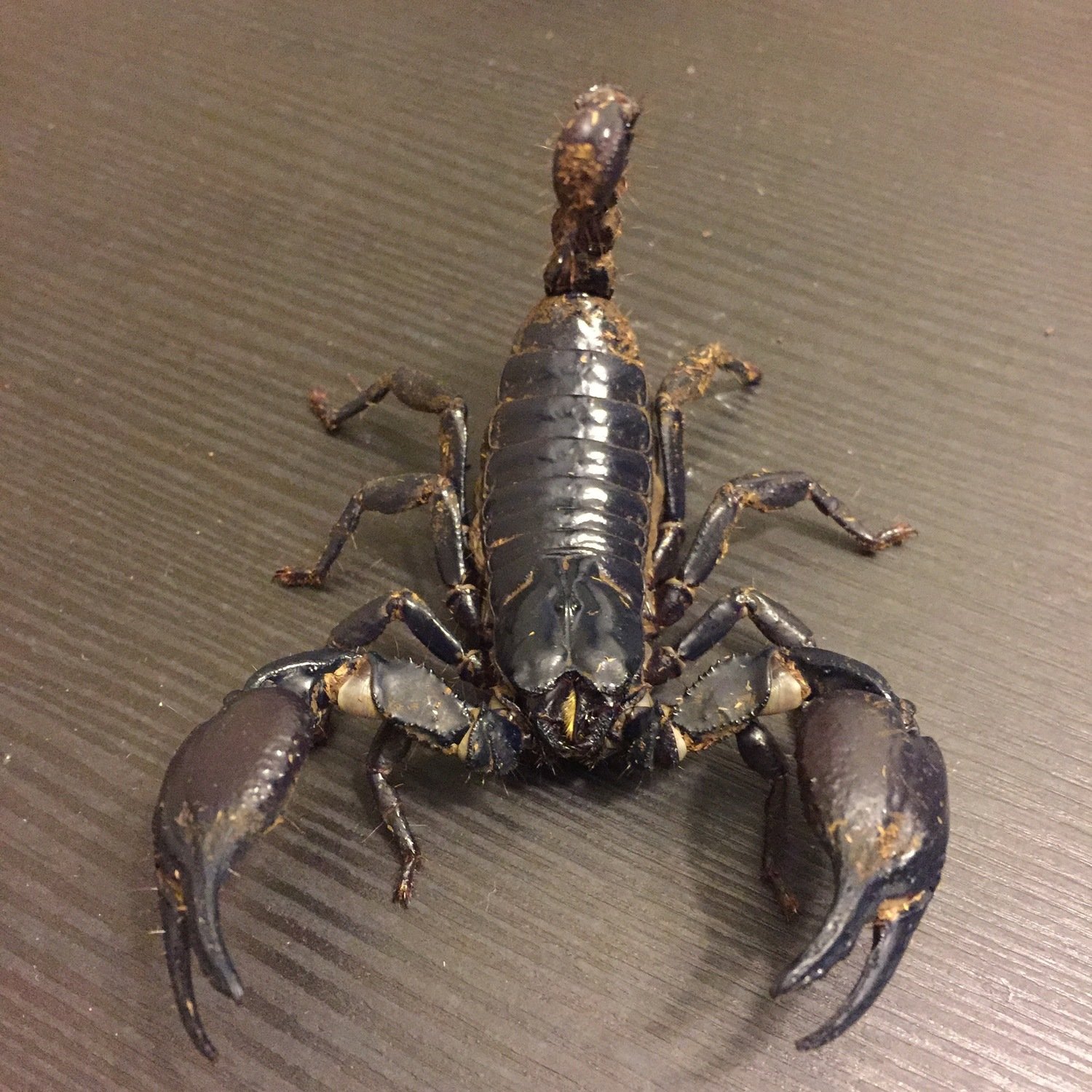 Heterometrus Silenus (Asian Forest Scorpion)