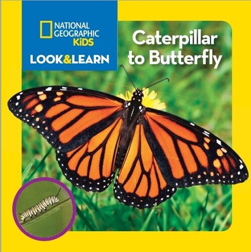 Book - National Geographic Kids - Butterflies, Bugs or Frogs
