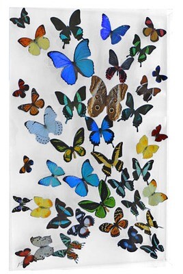 28 - 21&quot; X 33&quot; Butterfly Display