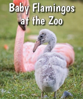 Book - Baby Flamingos at the Zoo